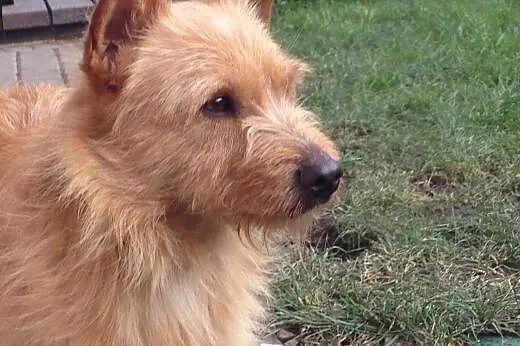 FOX - młody piesek w typie teriera szuka dobrego d