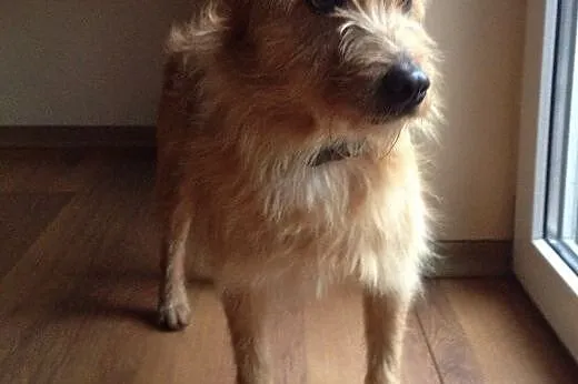 FOX - młody piesek w typie teriera szuka dobrego d