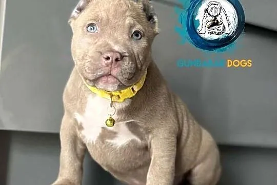 ABKC American Bully piesek