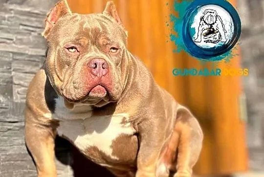 ABKC American Bully piesek, Wielkopolskie, Koło