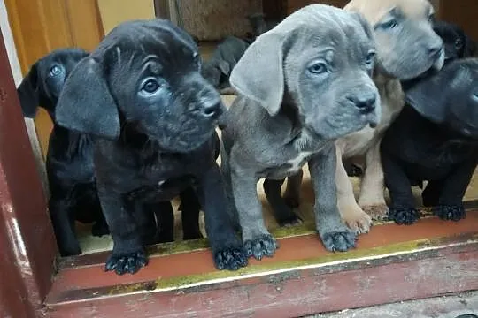 Cane corso szczenięta szczeniaki, Cieszanów