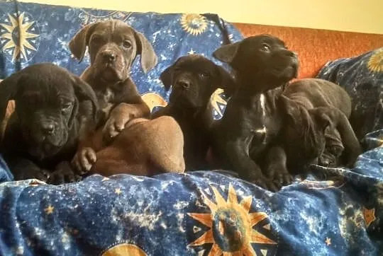 Cane corso szczenięta szczeniaki, Cieszanów