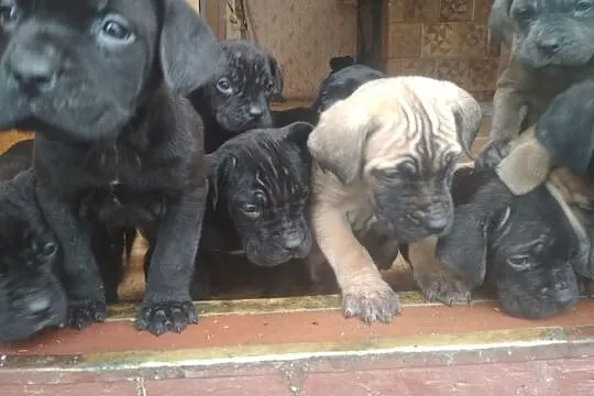 Cane corso szczenięta szczeniaki, Cieszanów