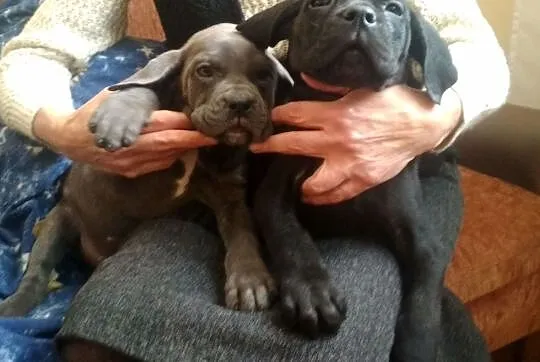 Cane corso szczenięta szczeniaki, Cieszanów