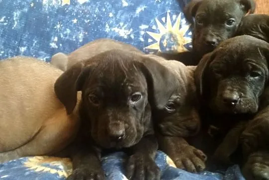 Cane corso szczenięta szczeniaki, Cieszanów