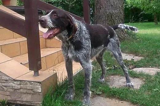8 letni wyżeł, po śmierci właściciela, szuka domu 