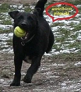Daktylek - niewielki wesoły piesek do adopcji,
