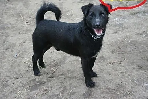 Daktylek - niewielki  wesoły  piesek  do adopcji, 
