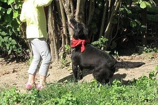 Daktylek - niewielki  wesoły  piesek  do adopcji, 