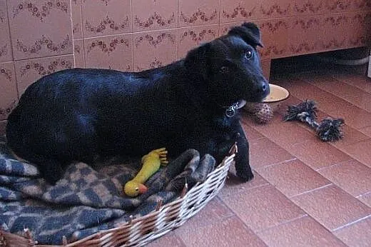 Daktylek - niewielki  wesoły  piesek  do adopcji, 