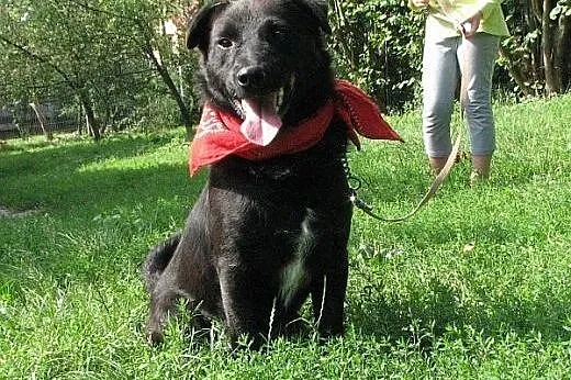 Daktylek - niewielki  wesoły  piesek  do adopcji, 