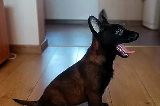 Owczarek belgijski malinois