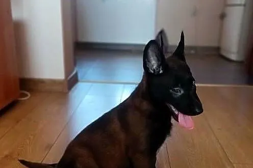 Owczarek belgijski malinois, Świętokrzyskie, Jędrzejów