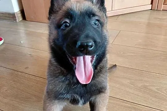 Owczarek belgijski malinois, Świętokrzyskie, Jędrzejów
