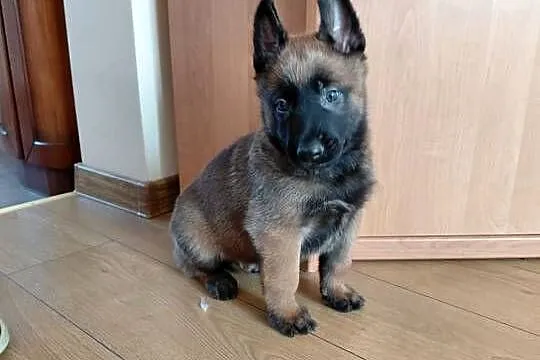Owczarek belgijski malinois, Świętokrzyskie, Jędrzejów