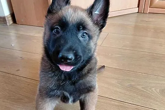 Owczarek belgijski malinois, Świętokrzyskie, Jędrzejów