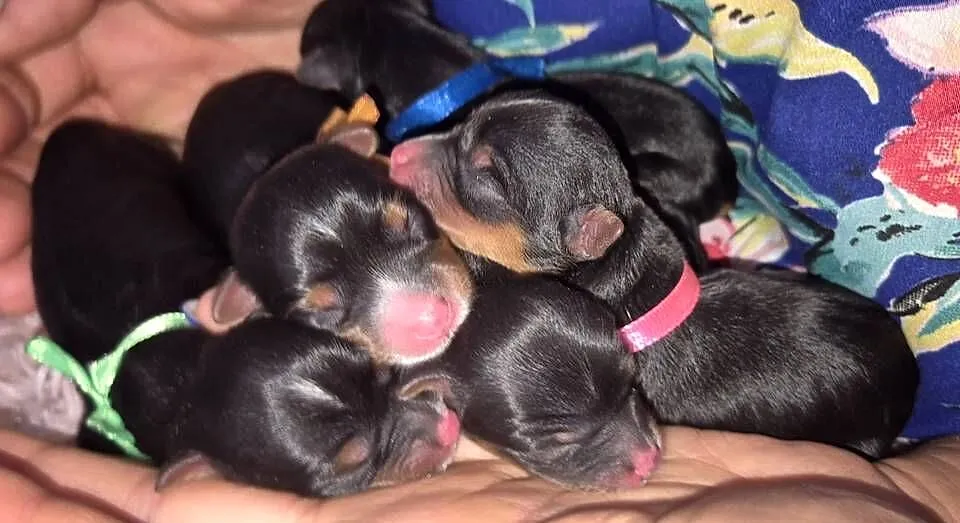 Rezerwacji York Terrier Biewer, Wielkopolskie, Konin