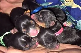 Rezerwacji York Terrier Biewer
