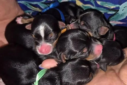 Rezerwacji York Terrier Biewer, Wielkopolskie, Konin