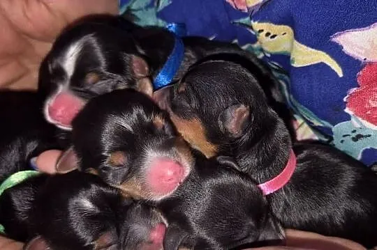 Rezerwacji York Terrier Biewer, Wielkopolskie, Konin