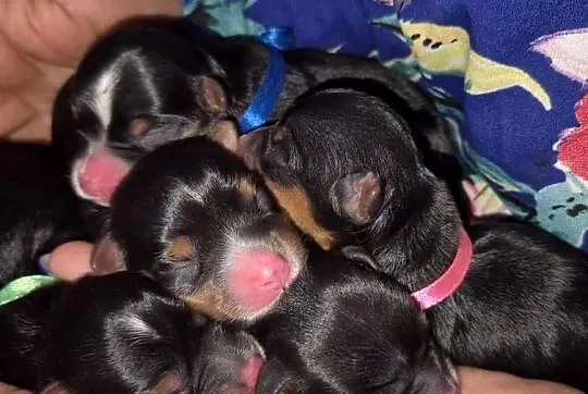 Rezerwacji York Terrier Biewer, Wielkopolskie, Konin