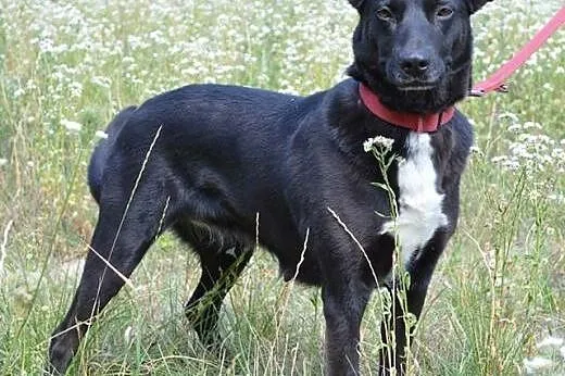 Przyjazna, łagodna, młoda Niunia. Zakochaj się w j