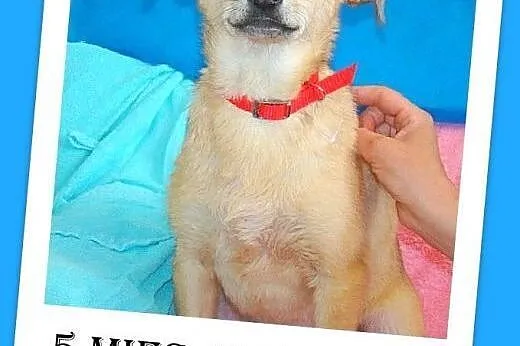 5 mies. szczeniak,suczka średnia,MIGOTKA.Adopcja,  śląskie Katowice