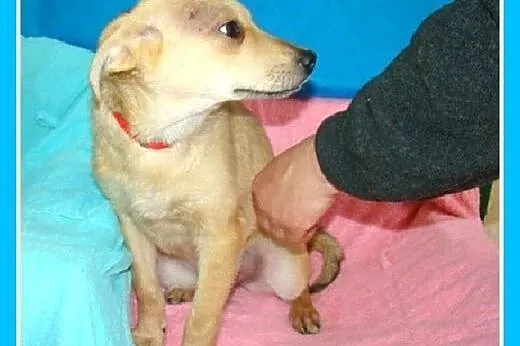 5 mies. szczeniak,suczka średnia,MIGOTKA.Adopcja, 