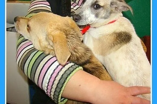 5 mies. szczeniak,suczka średnia,MIGOTKA.Adopcja, 