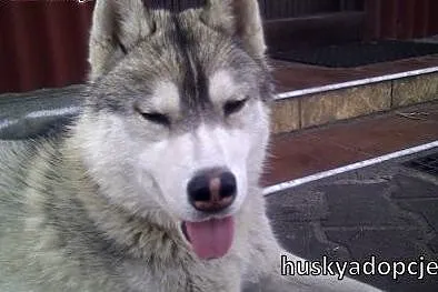 ARAK- kochany i energiczny pies husky do adopcji,  mazowieckie Warszawa