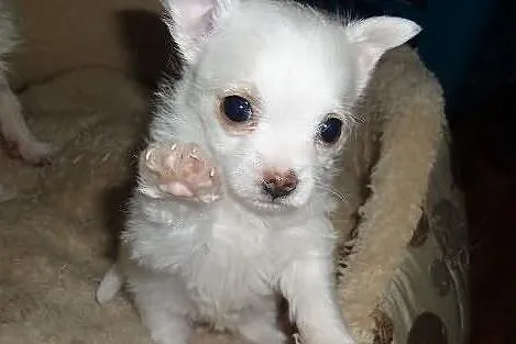 Piesio Chihuahua do max 3 kg w dorosłości
