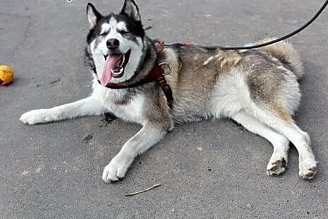 Roki szuka nowego domu!,  dolnośląskie Głogów