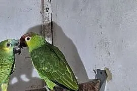 Sprzedam amazonkę ekwadorska