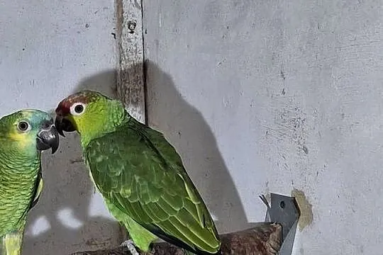 Sprzedam amazonkę ekwadorska