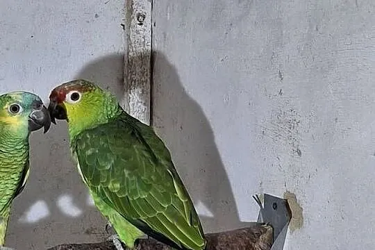 Sprzedam amazonkę ekwadorska, Śląskie, Wodzisław Śląski