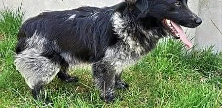 PUSZEK - piękny, kochany psiak szuka pilnie domu, łódzkie Łódź, Łódzkie, Łódź