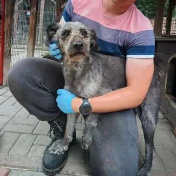 Misiu - kochany, domowy, przyjazny sznaucer mix  Od ponad 7 lat w schronisku... Serce się łamie na w, , Warszawa