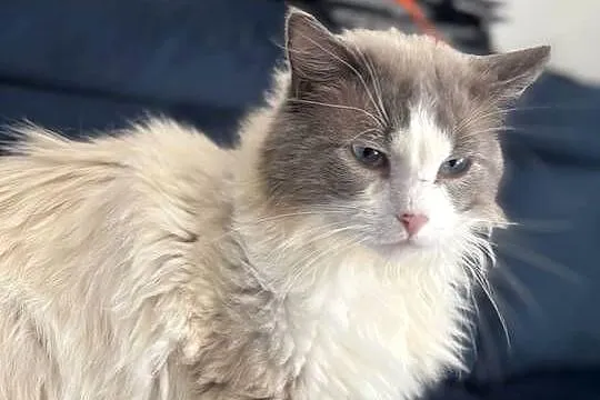 Kocur Ragdoll, Pomorskie, Czersk