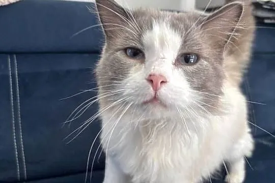 Kocur Ragdoll, Pomorskie, Czersk