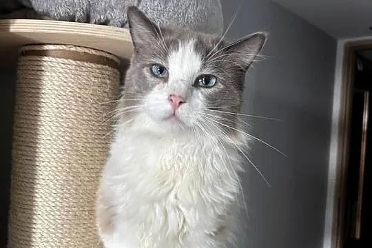 Kocur Ragdoll, Pomorskie, Czersk