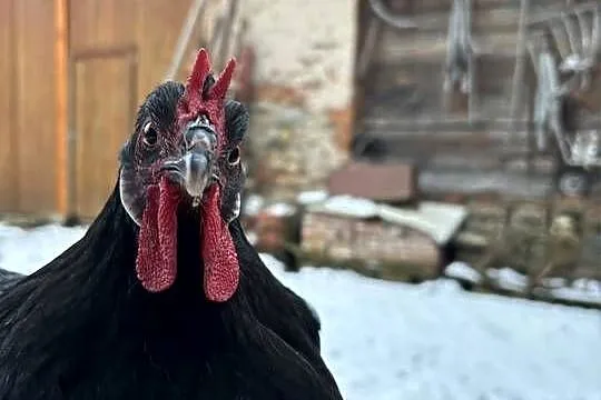 Oferuję jajka wylęgowe od kur rasy La Fleche.