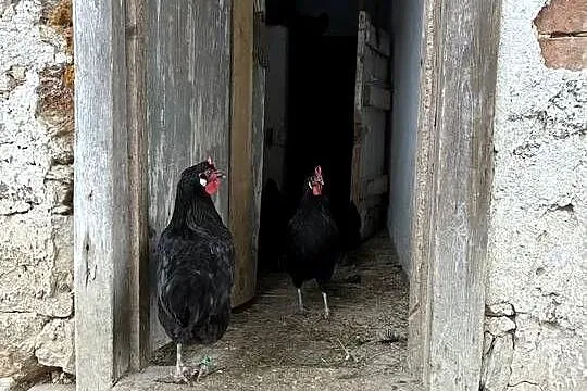 Oferuję jajka wylęgowe od kur rasy La Fleche., Dolnośląskie, Bolesławiec