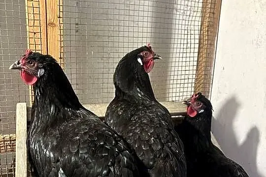 Oferuję jajka wylęgowe od kur rasy La Fleche., Dolnośląskie, Bolesławiec