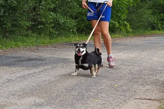 Kajtek-malutki, kontaktowy pies prosi o własną kan, Częstochowa