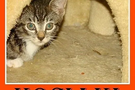 Kociaczki ze schroniska,2 miesięczne,kocurki,kociczki.ADOPCJA,  mazowieckie Warszawa