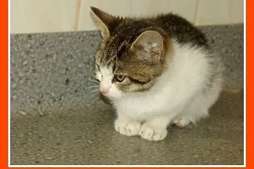 Kociaczki ze schroniska,2 miesięczne,kocurki,kocic