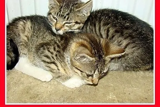Kociaczki ze schroniska,2 miesięczne,kocurki,kocic