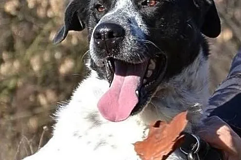 Wspaniały psiak poleca się do adopcji daj mu cudowny domek
