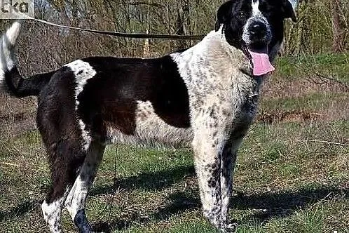 Wspaniały psiak poleca się do adopcji daj mu cudowny domek, Małopolskie, Kraków
