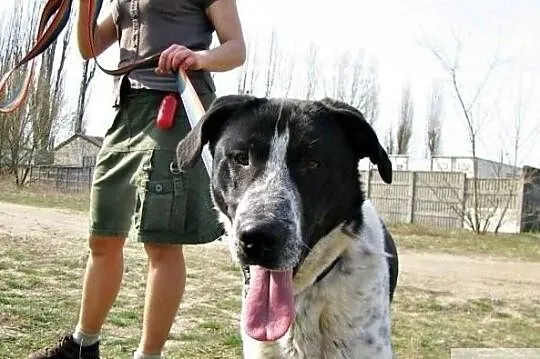 Wspaniały psiak poleca się do adopcji daj mu cudowny domek, Małopolskie, Kraków